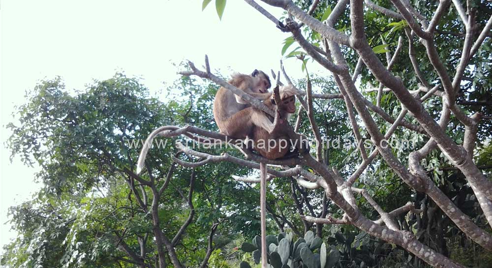 monkeys, Holidays Sri Lanka