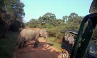 Sri lanka Happy Holidys, Wildlife Safaries 